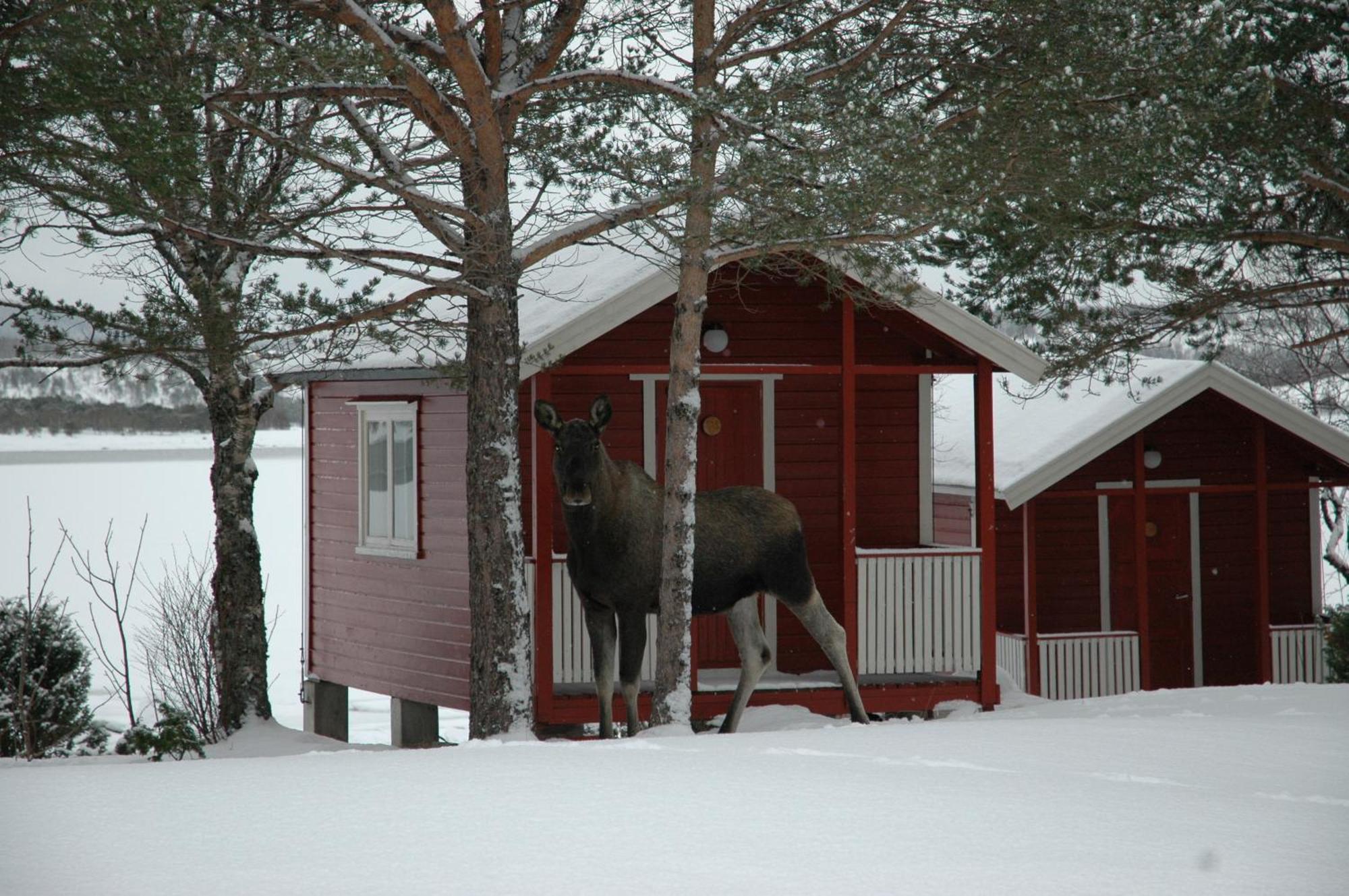 Tysfjord Hotel Storjord I Tysfjord Екстериор снимка